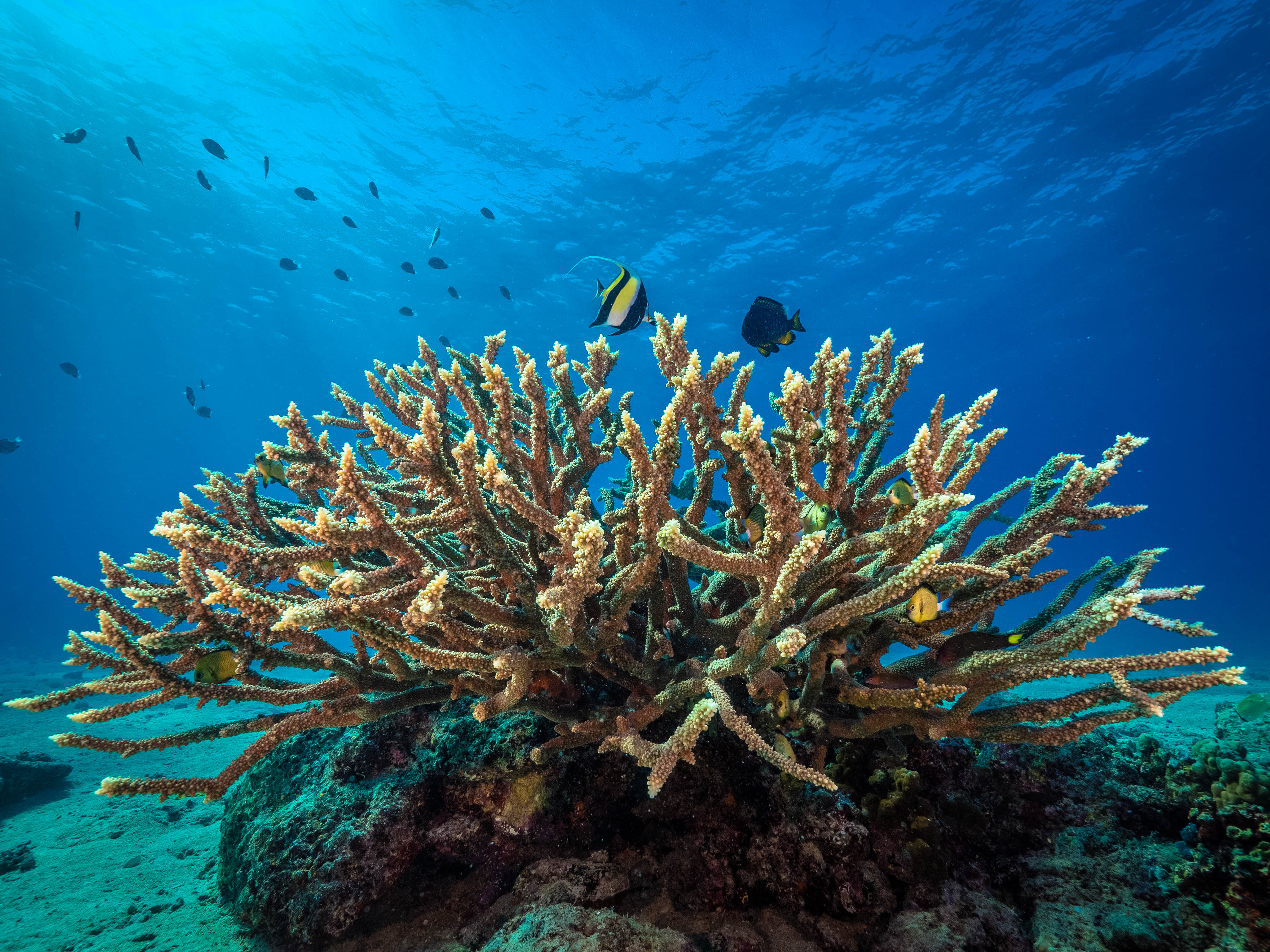 20170531-AcroporaEditedSB